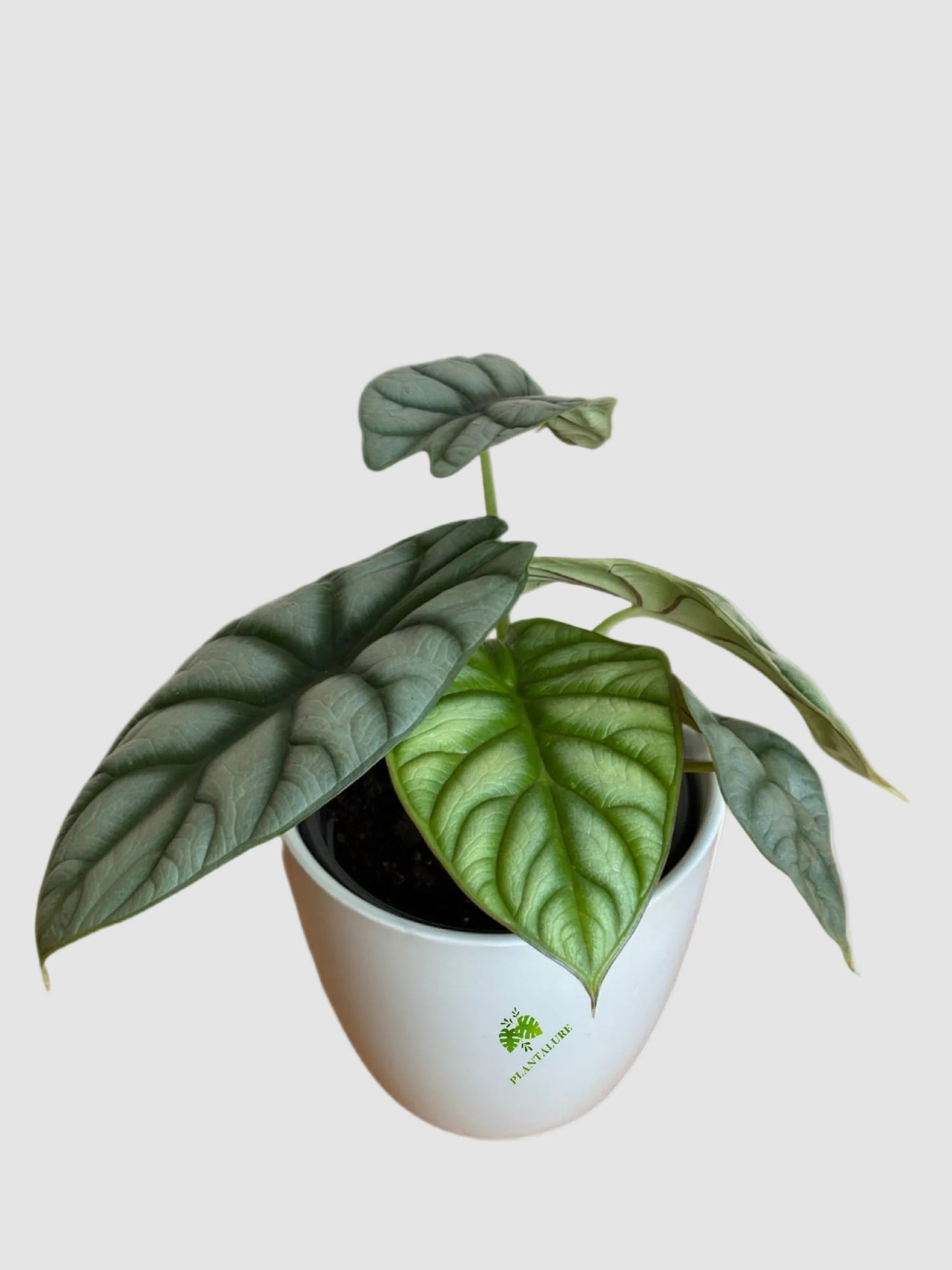 Alocasia Silver Dragon – Rare Silver Foliage Indoor Plant