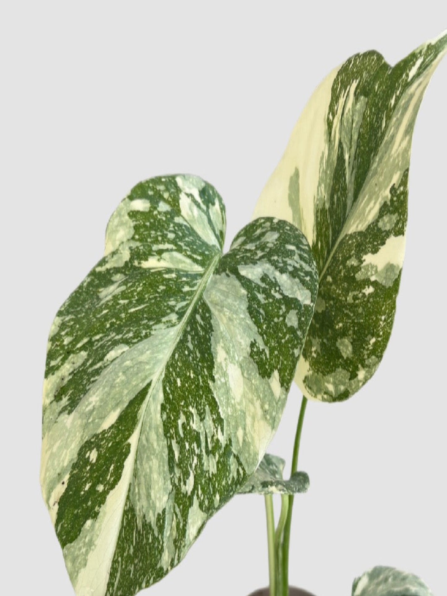 Monstera Creme Brulee close-up – dramatic cream and green marbled variegation across large fenestrated leaf, grown in Canada by Plantalure