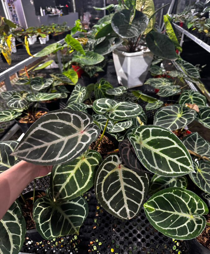 Anthurium Red Tiger