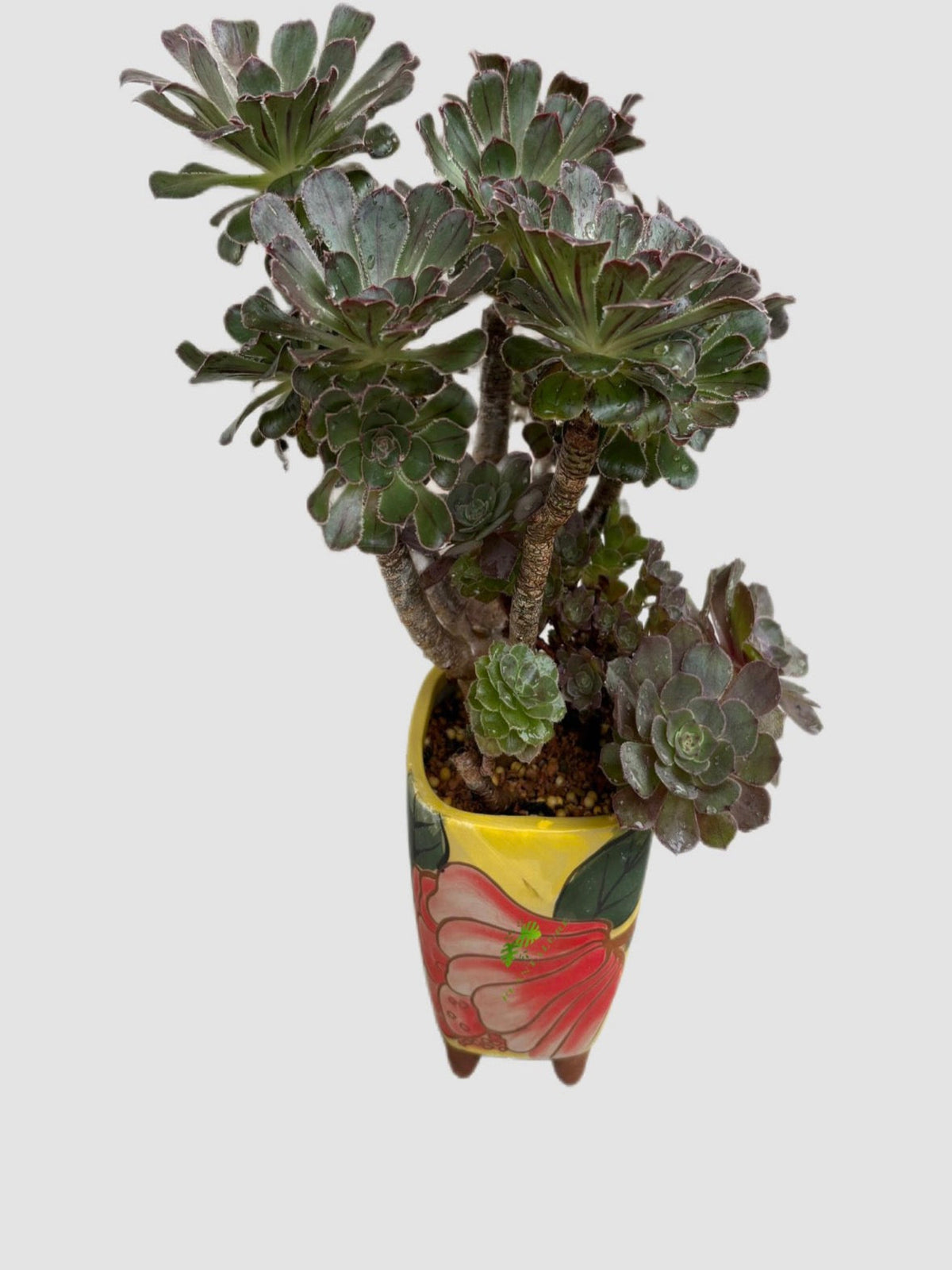 Aeonium Bonsai Silver Form in decorative pot – silver-green rosettes on woody stems, grown in Canada by Plantalure