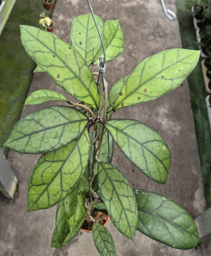 Hoya Finlaysonii Borneo