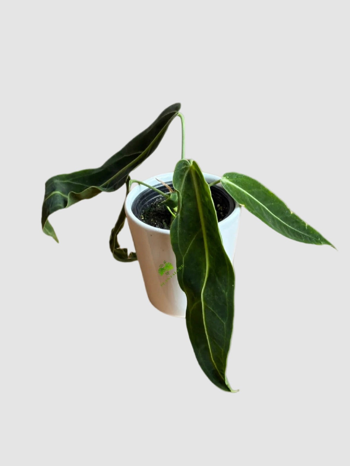  Anthurium Warocqueanum Dark Form in a 6” nursery pot with velvety leaves. Grown in Canada by PLANTALURE.