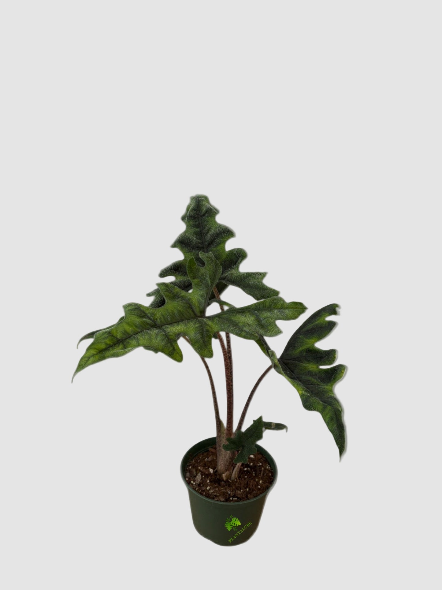 Alocasia Jacklyn - Rare Velvety Jungle Plant