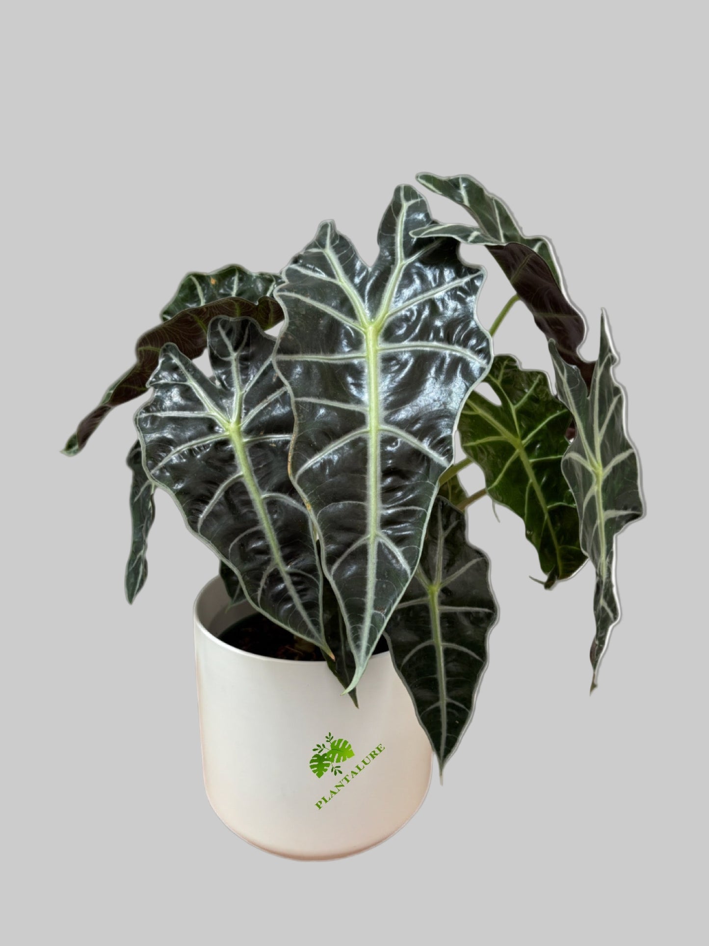 Alocasia Polly