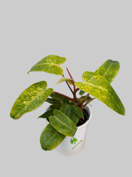 Philodendron Painted Lady