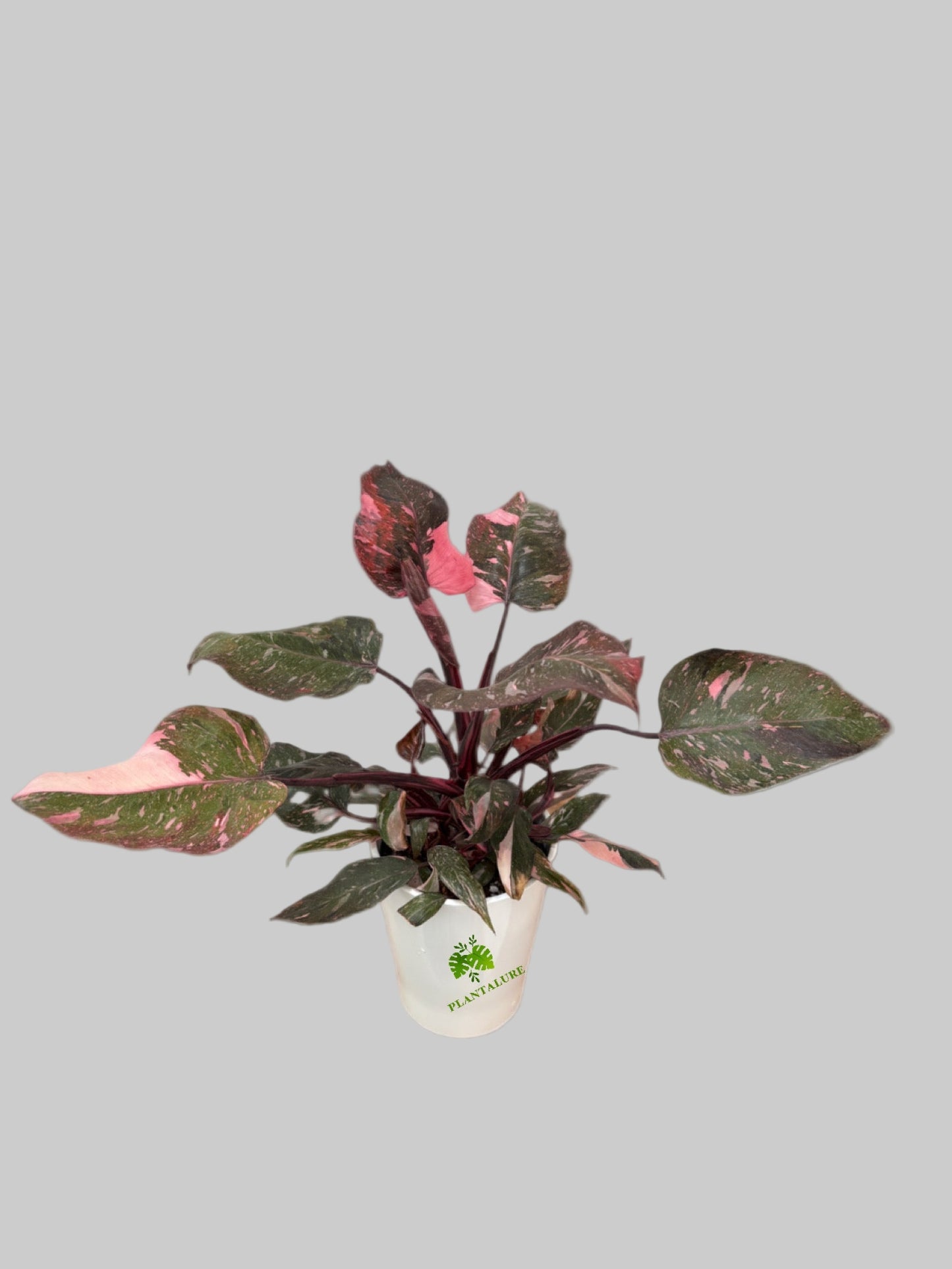 Philodendron Pink Princess Marble Galaxy