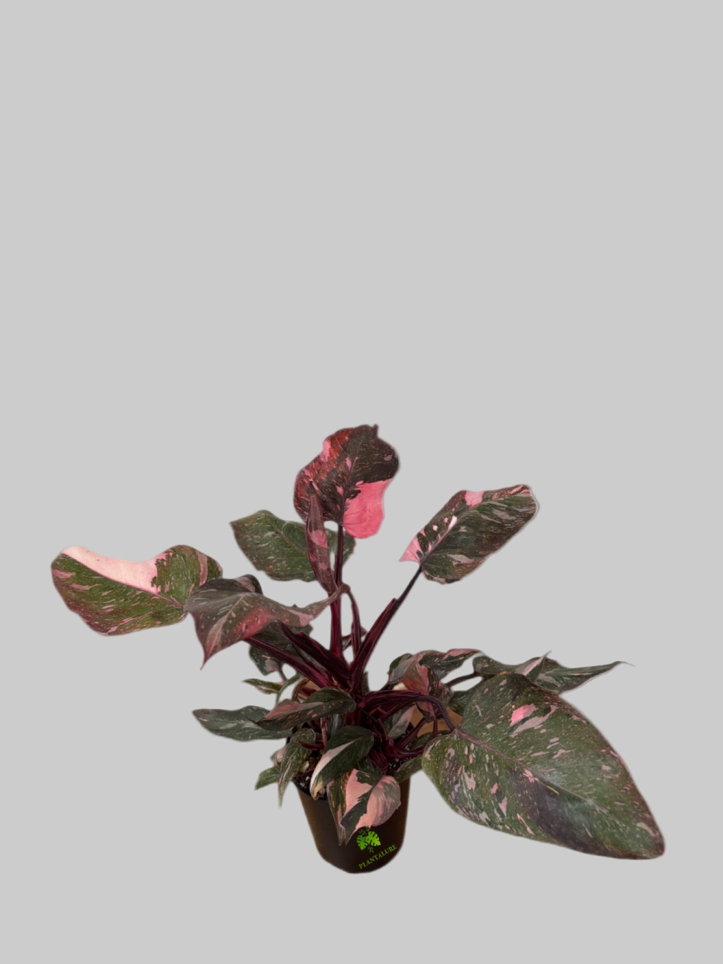 Philodendron Pink Princess Marble Galaxy