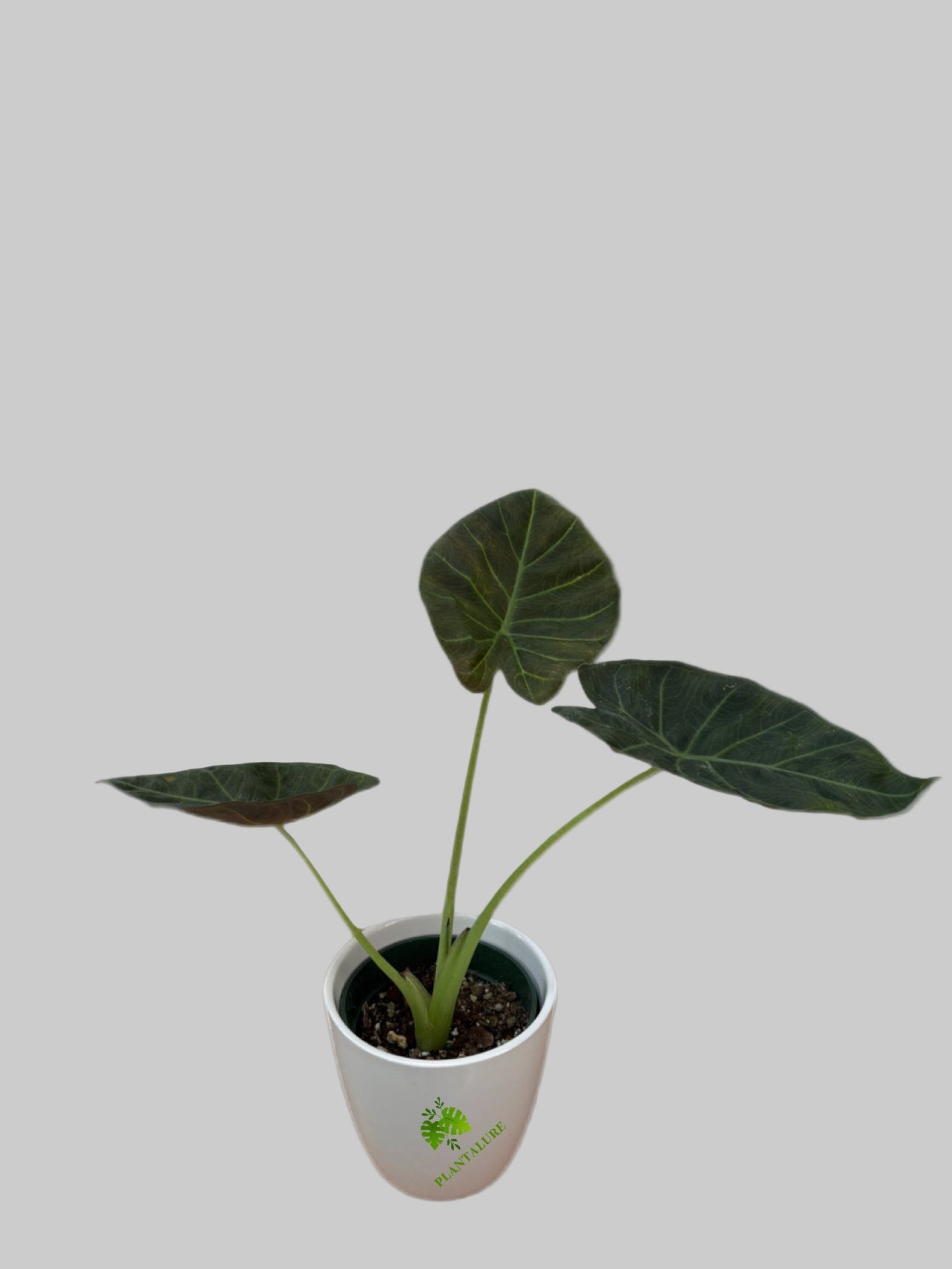 Alocasia Regal Shield