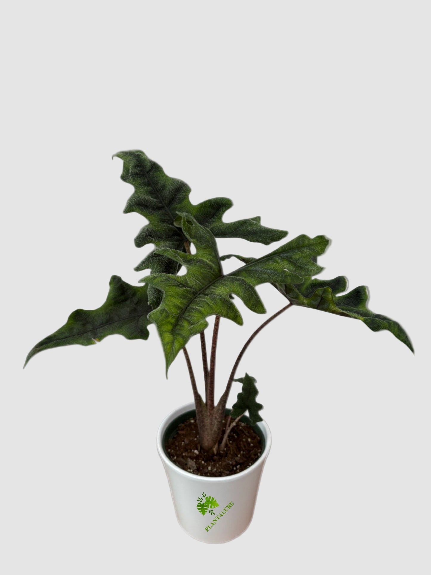 Alocasia Jacklyn - Rare Velvety Jungle Plant