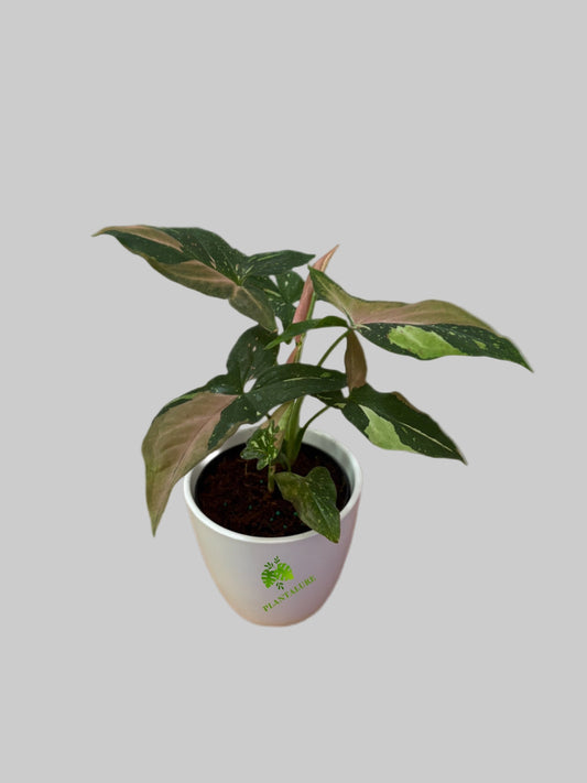 Syngonium “Tricolor Red Spot”