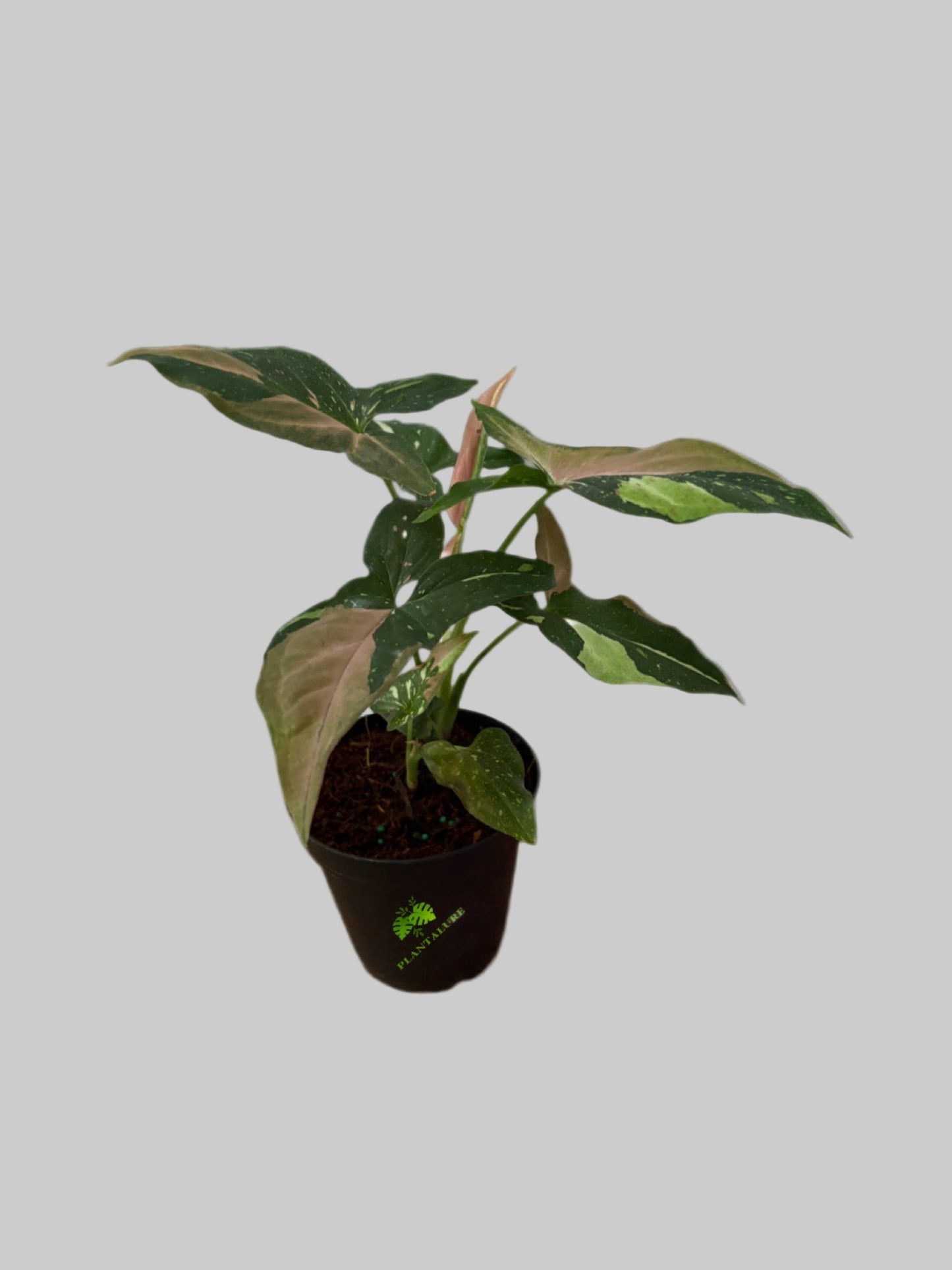 Syngonium “Tricolor Red Spot”