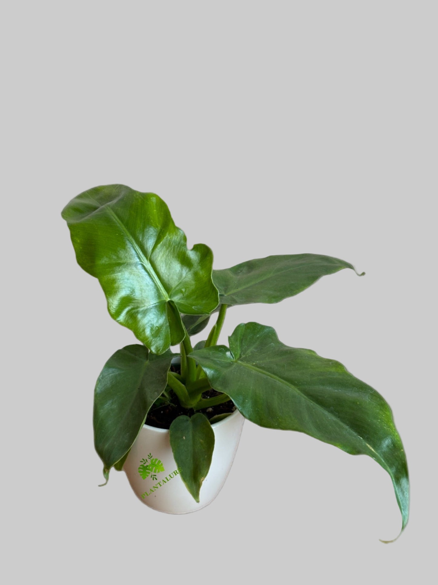 Philodendron ‘Bob Cee’