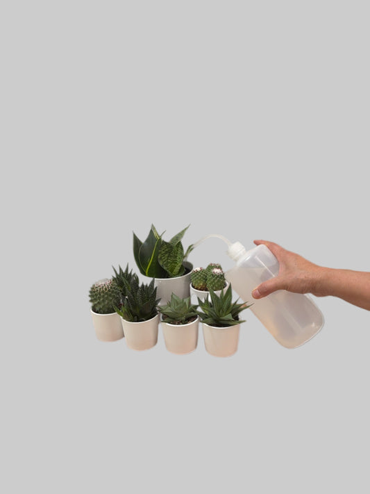 Curved Spout Watering Can - Long Reach & Precise Pour