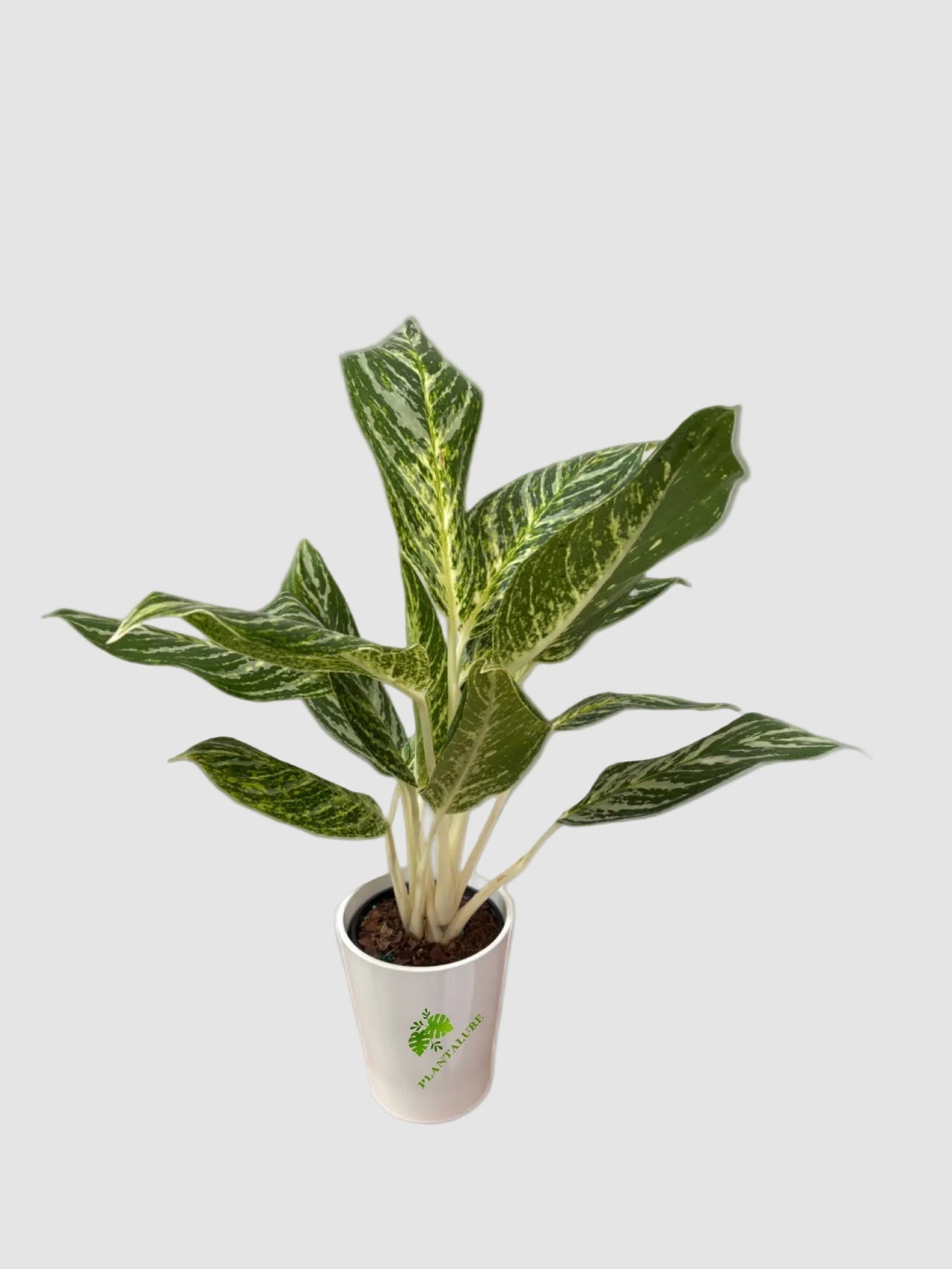 Aglaonema Chinese Evergreen Assorted Collection
