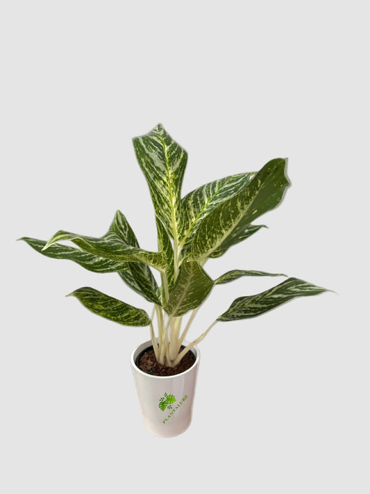 Aglaonema Chinese Evergreen Assorted Collection