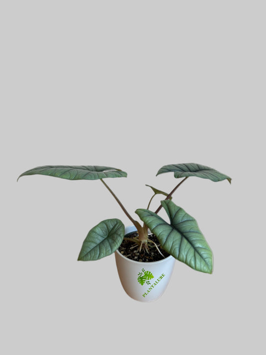 Alocasia Quicksilver - Jewel Alocasia