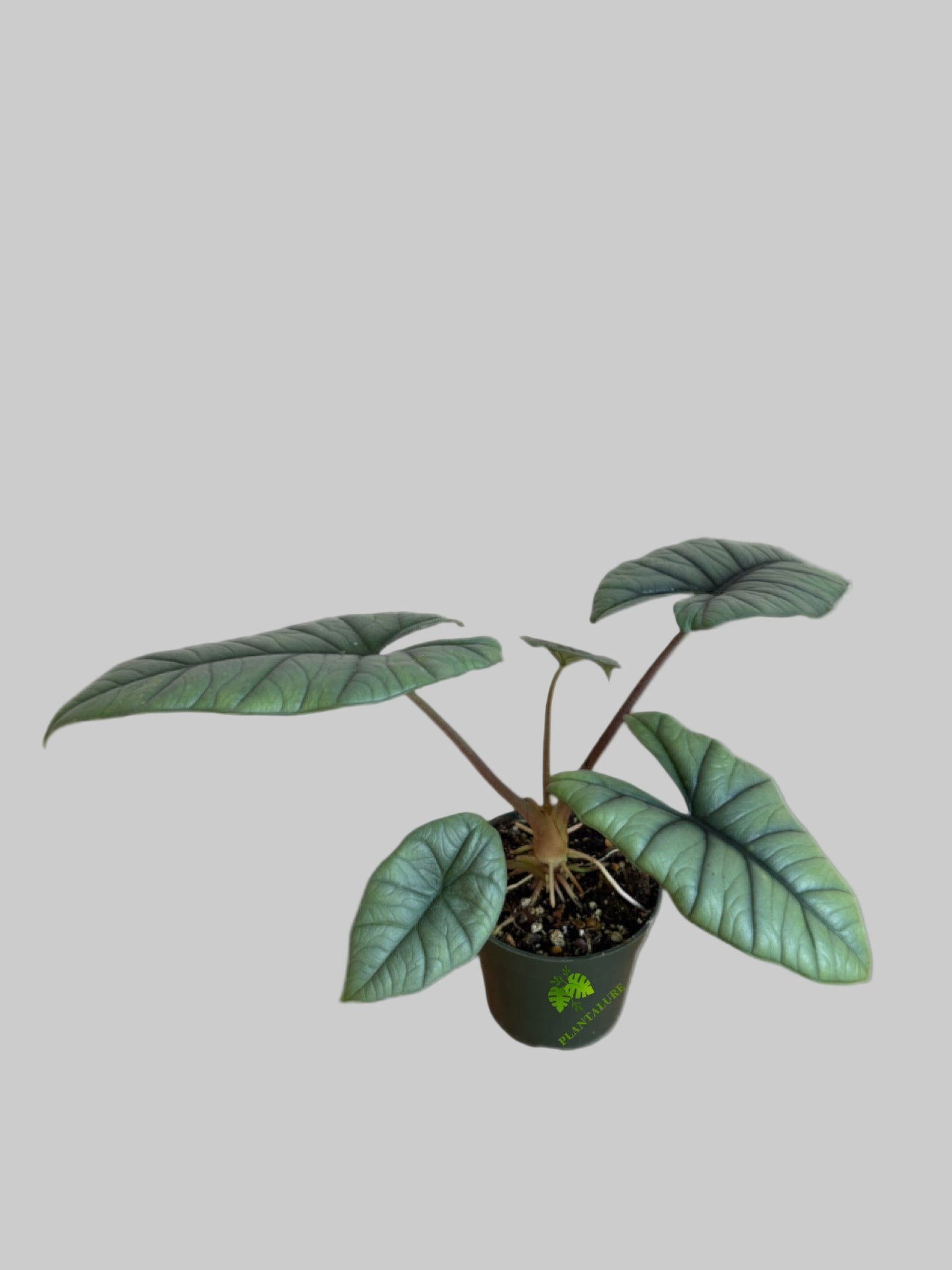 Alocasia Quicksilver - Jewel Alocasia