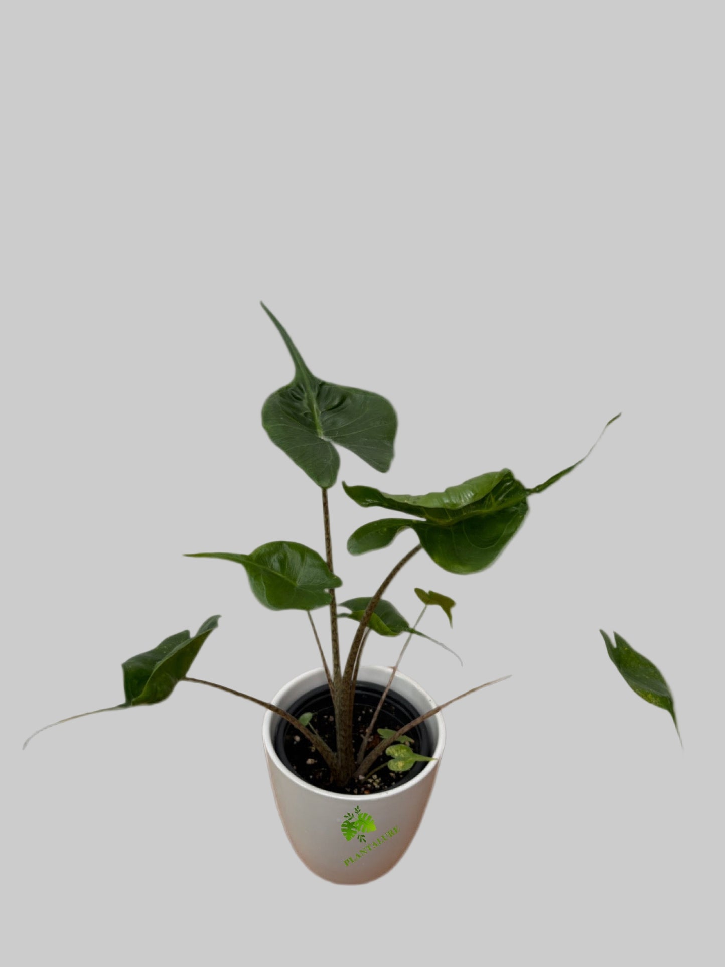Alocasia Stingray