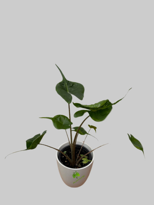 Alocasia Stingray