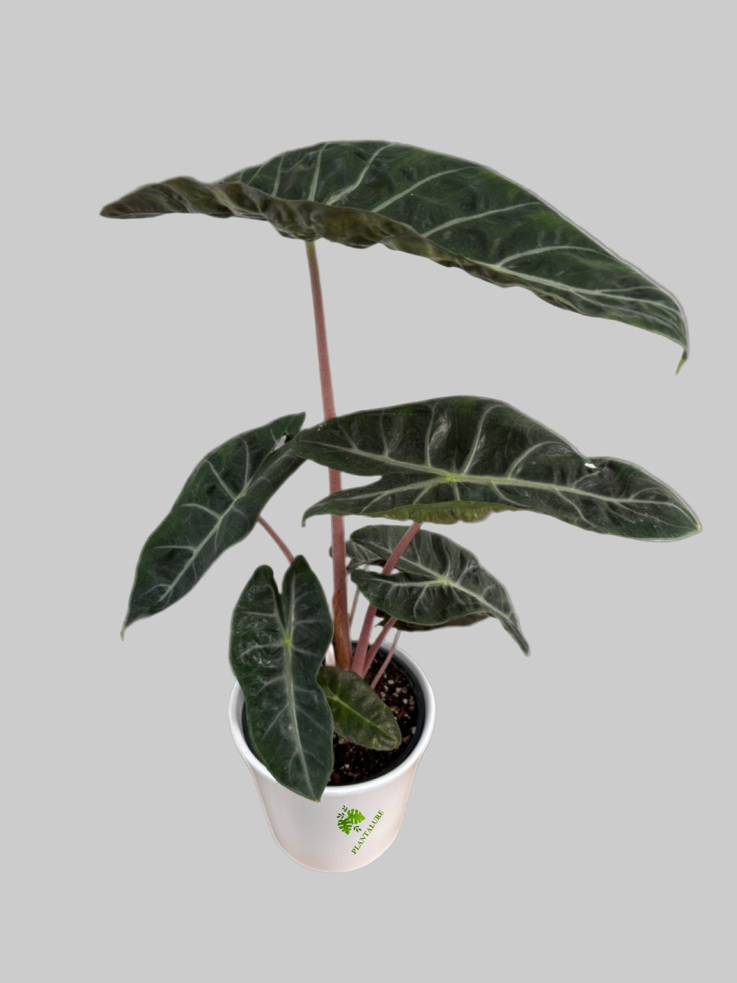 Alocasia Pink Dragon