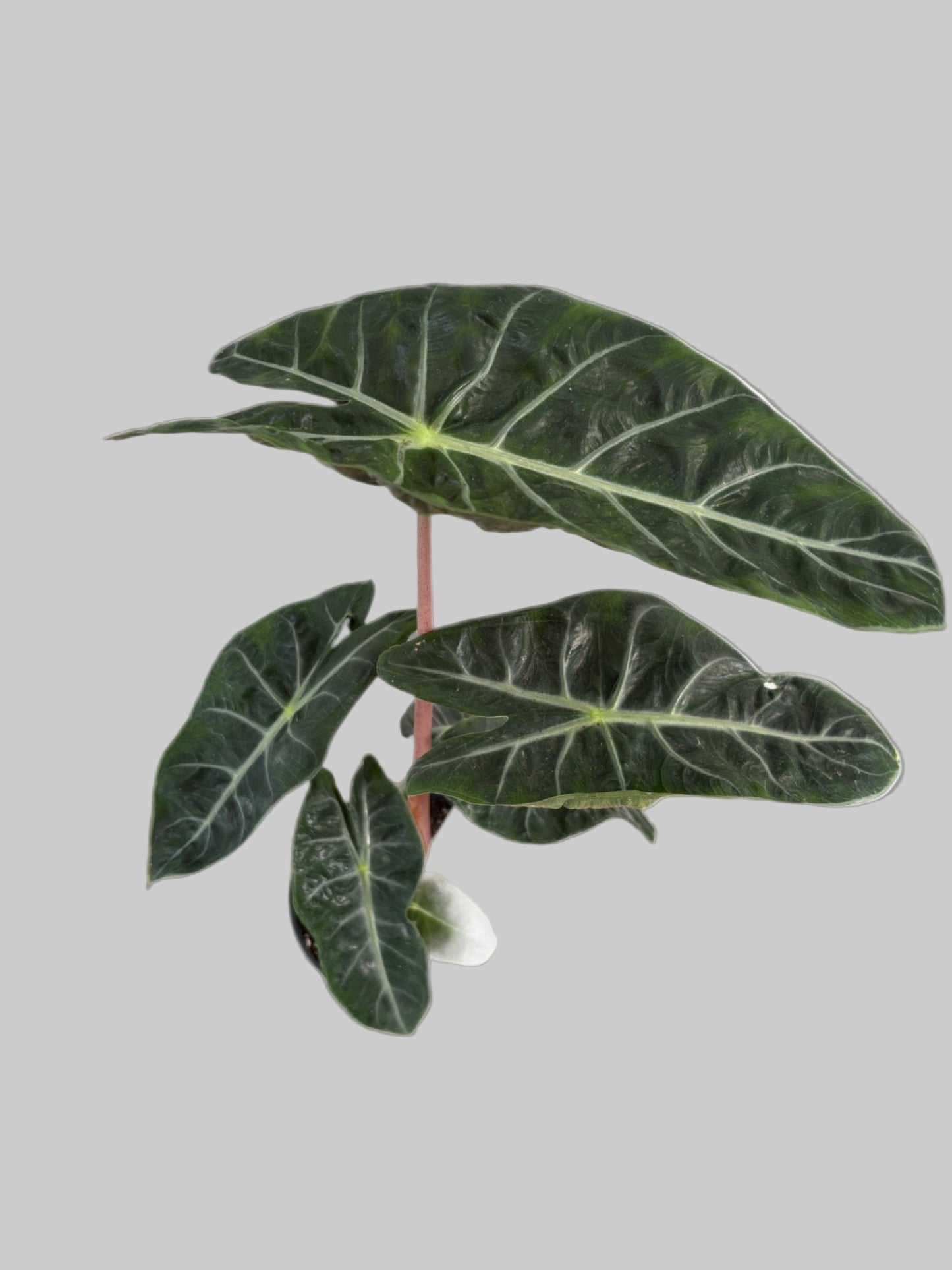 Alocasia Pink Dragon