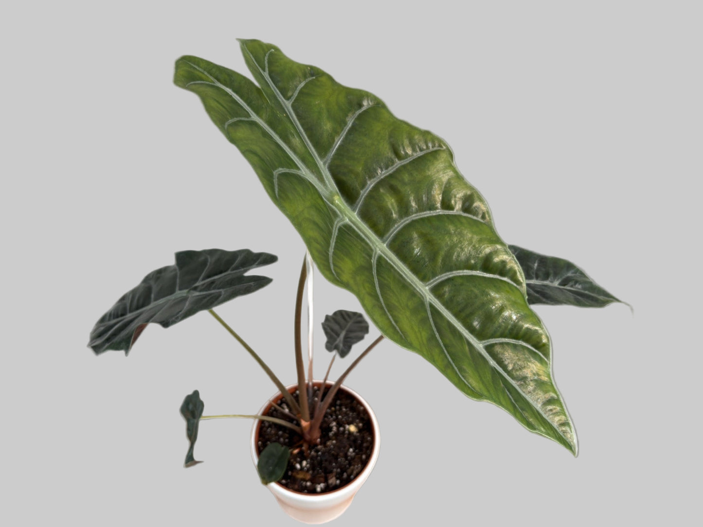 Alocasia Chiantieri