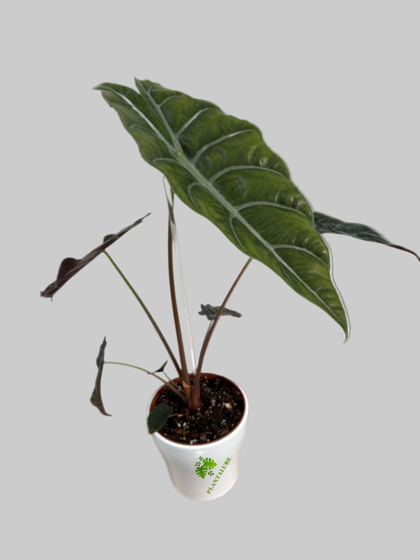 Alocasia Chiantieri