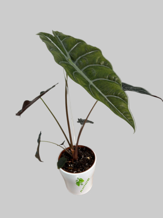 Alocasia Chiantieri