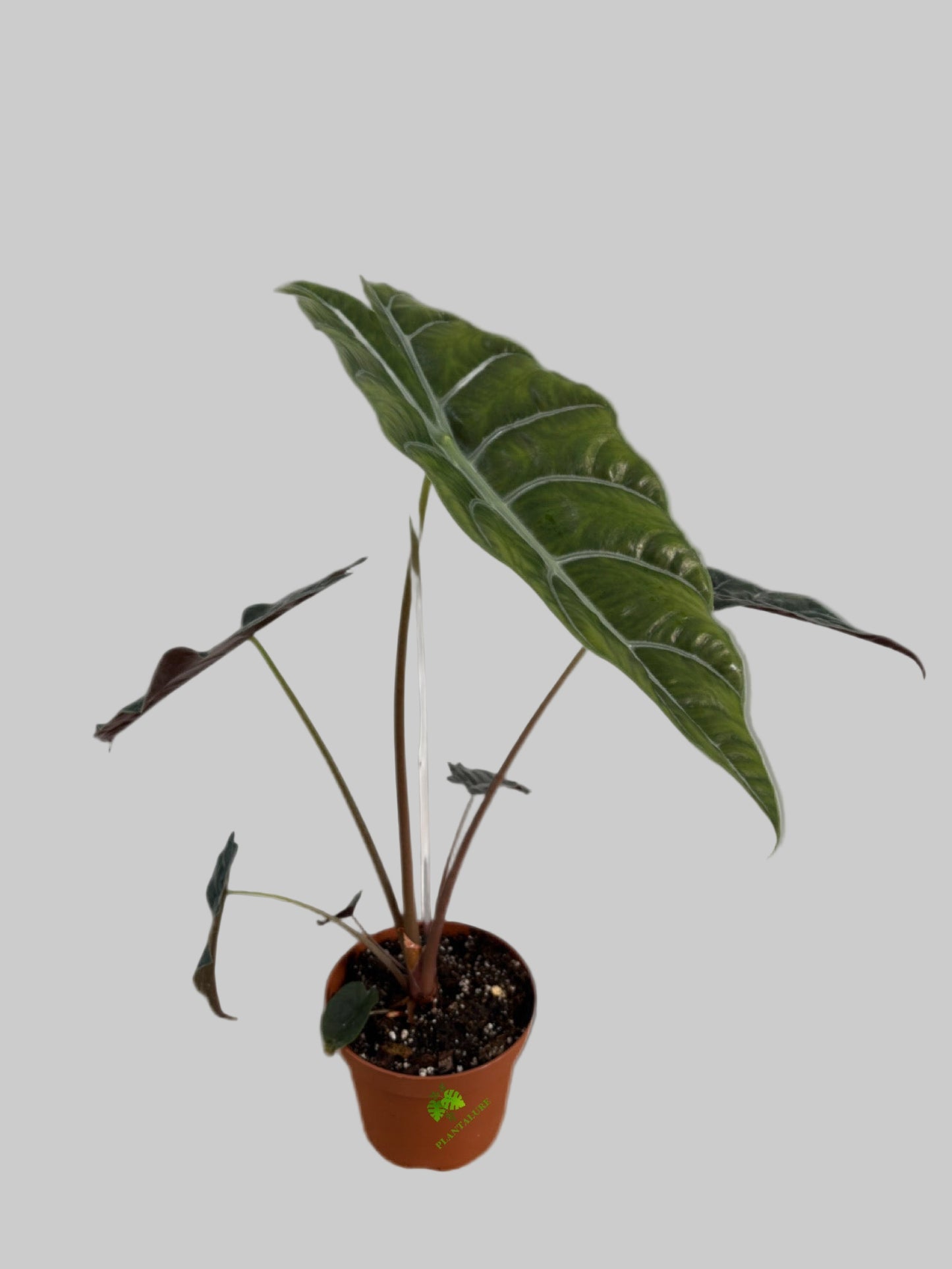 Alocasia Chiantieri
