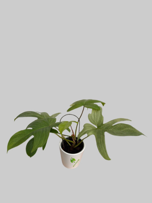 Philodendron Florida Ghost