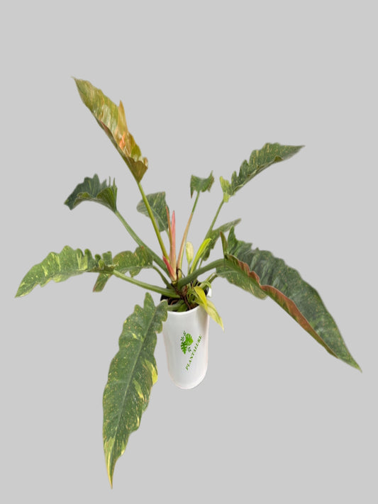 Philodendron Ring of Fire