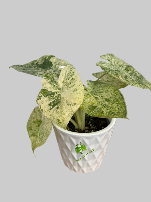 Alocasia Macrorrhiza "Camouflage Variegated"
