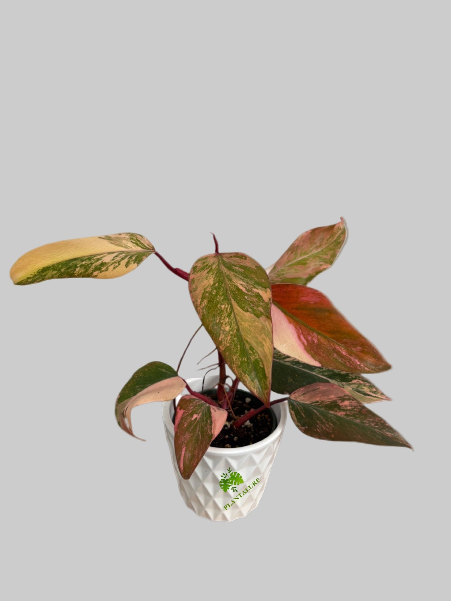 Philodendron Strawberry Shake