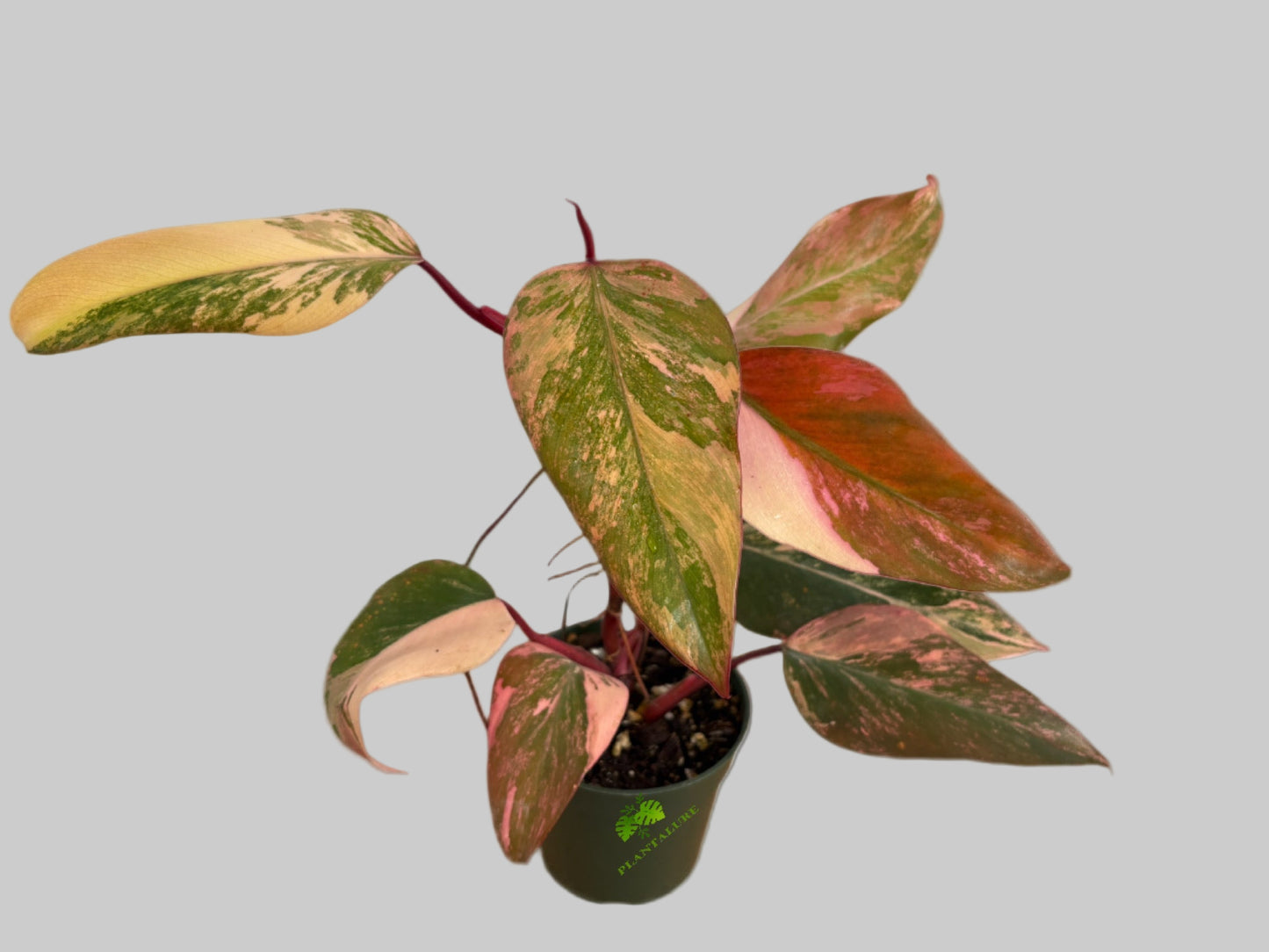 Philodendron Strawberry Shake