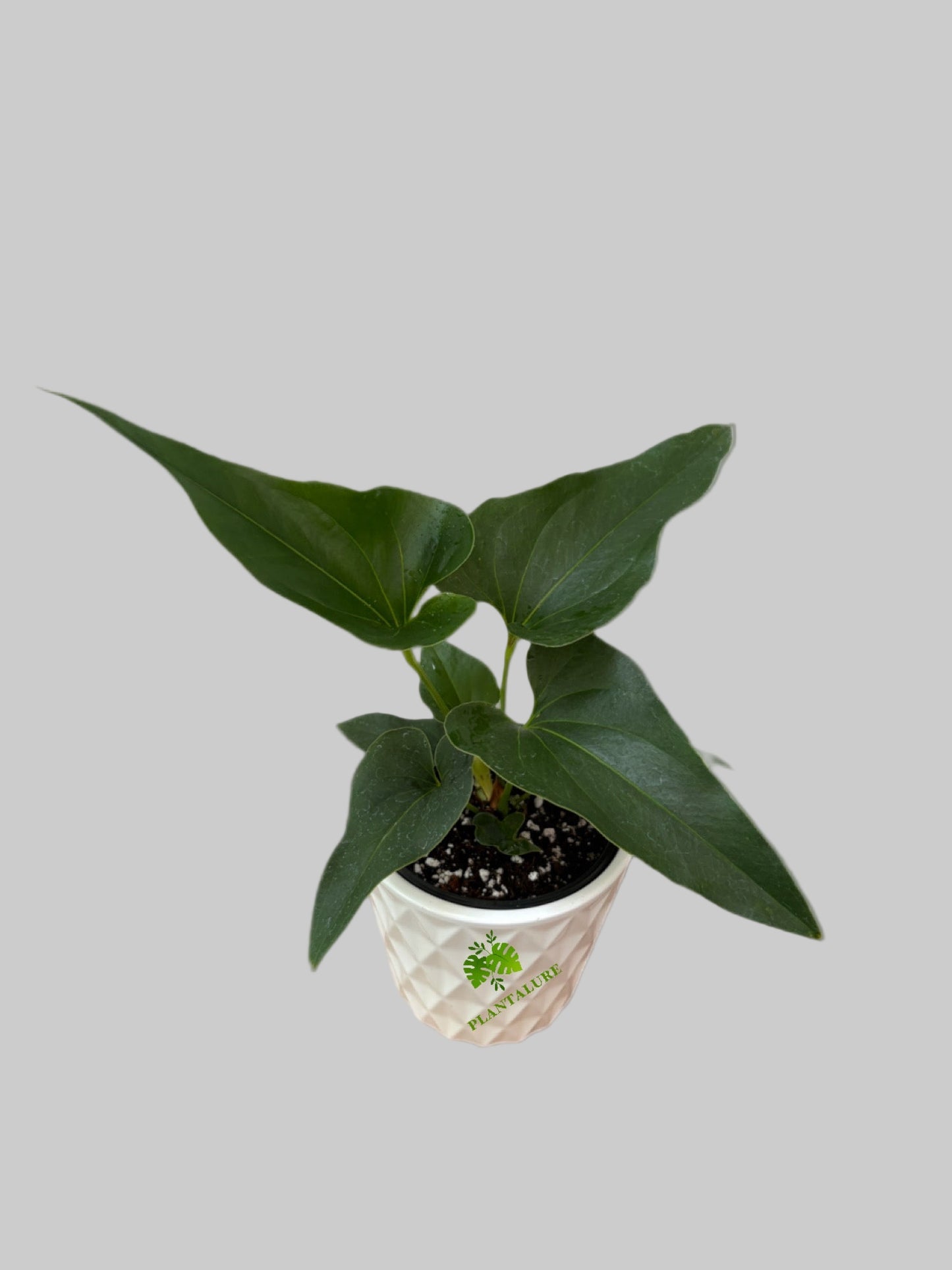 Anthurium Corong x Villenaorum