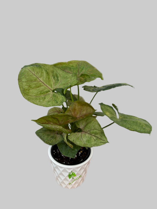 Syngonium Mango