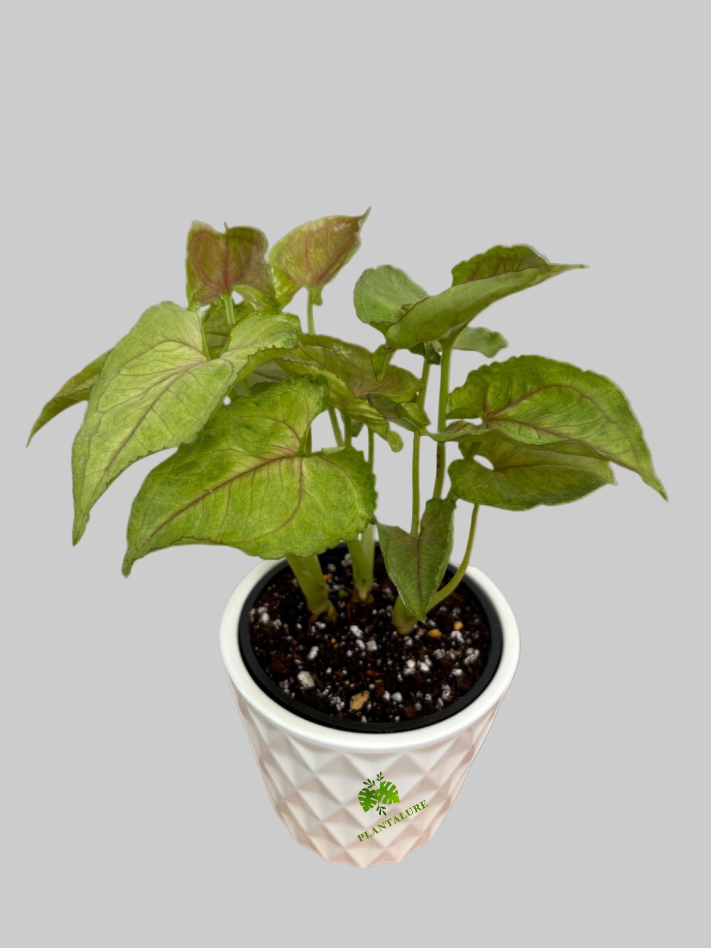 Syngonium Kiwi Delight