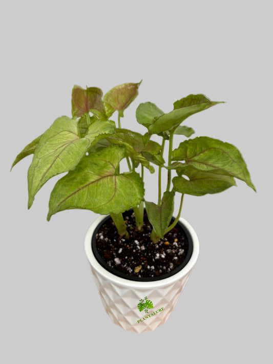 Syngonium Kiwi Delight