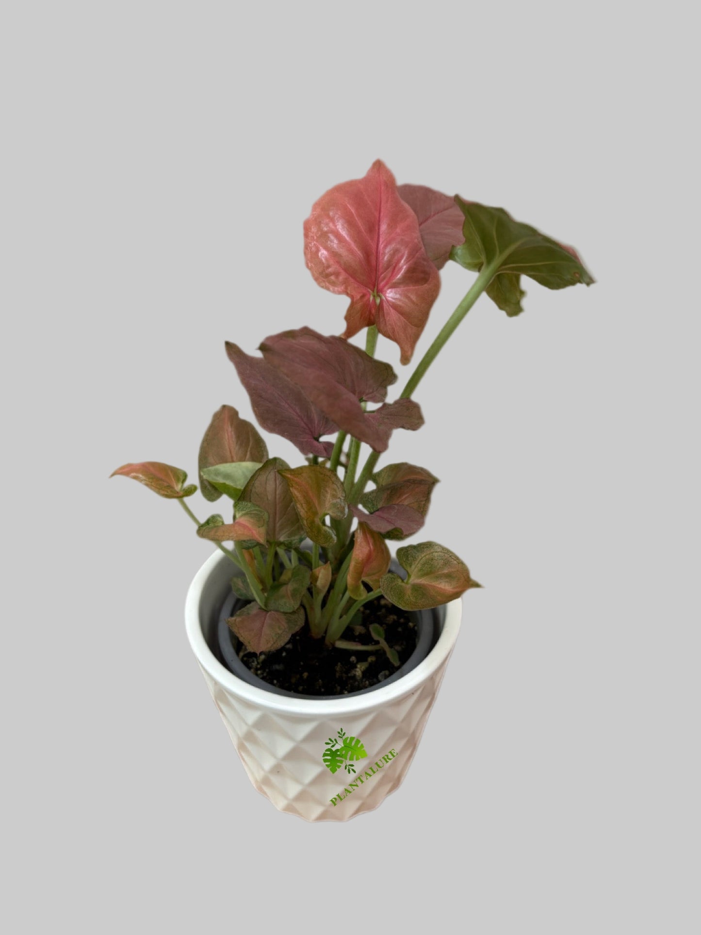 Syngonium Pink