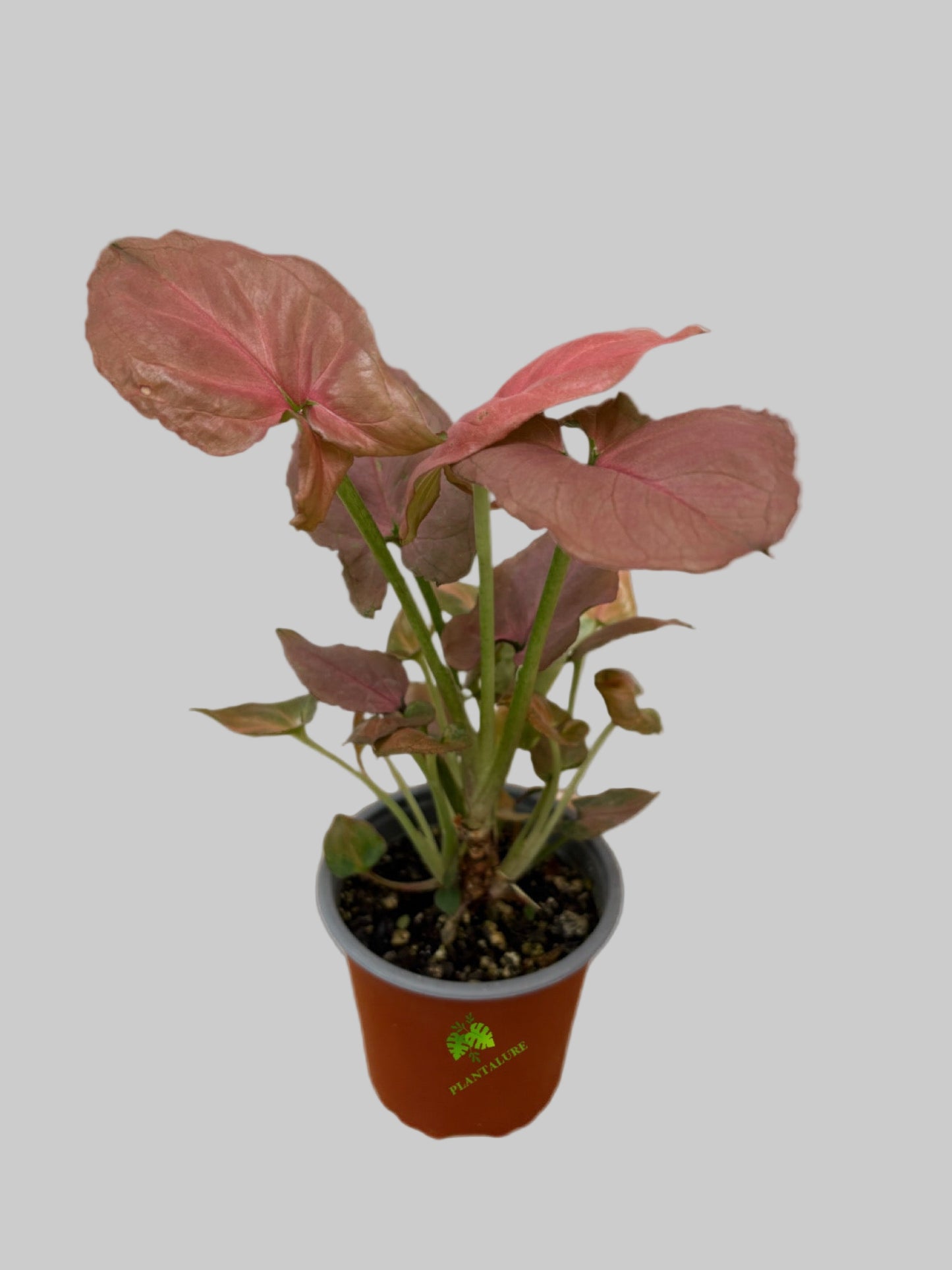 Syngonium Pink