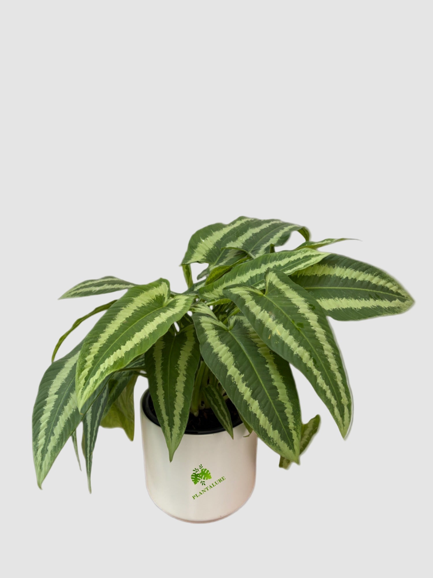 Schismatoglottis Wallichii – Rare Tropical Houseplants | Plantalure