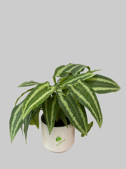 Schismatoglottis Wallichii