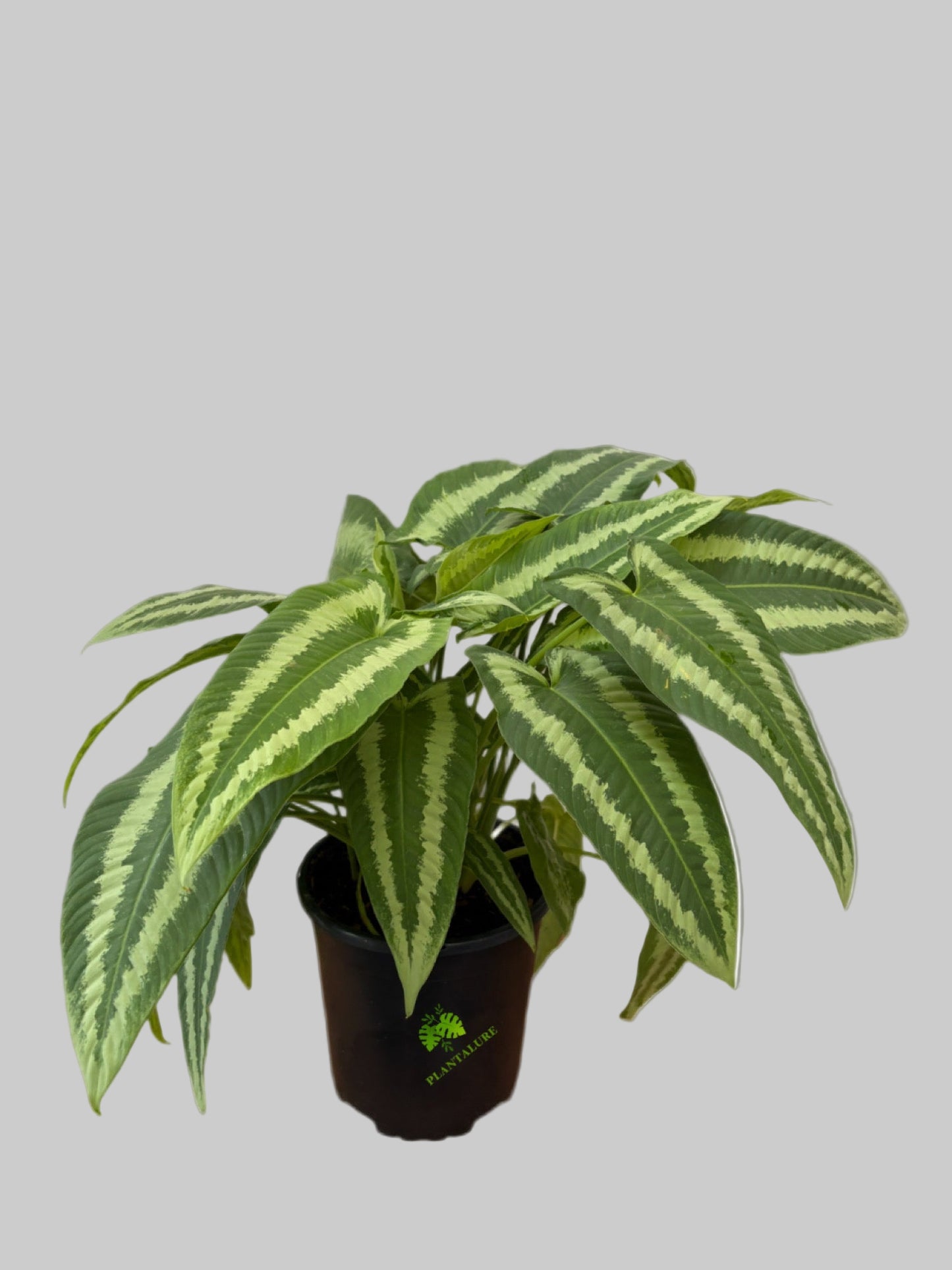 Schismatoglottis Wallichii