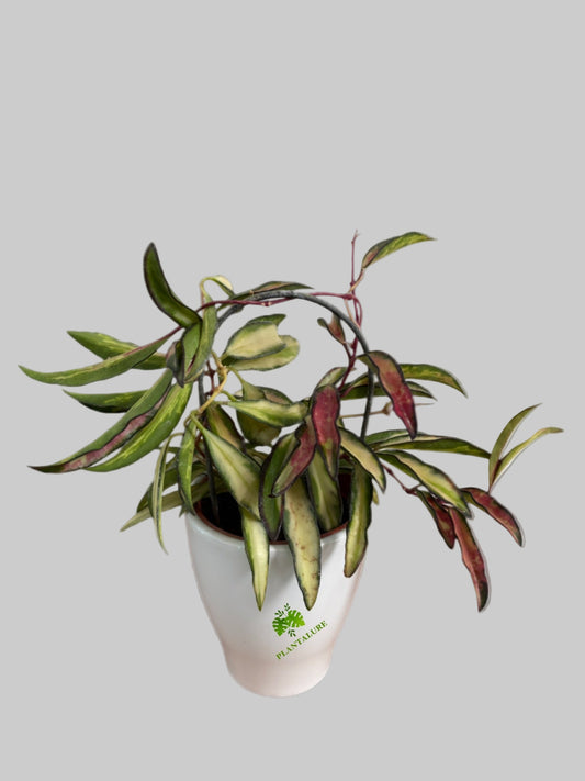 Hoya Kentiana Variegata