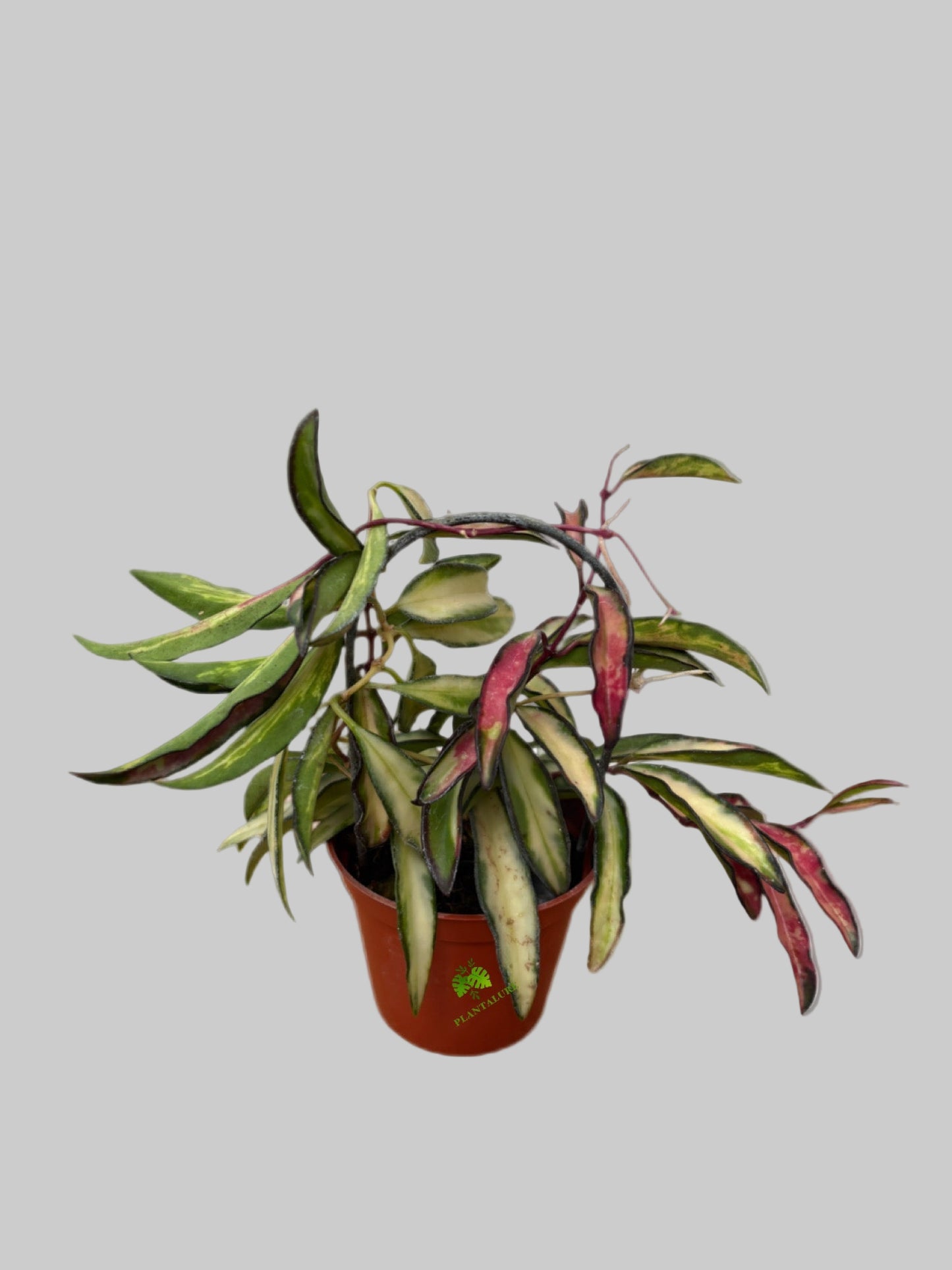 Hoya Kentiana Variegata