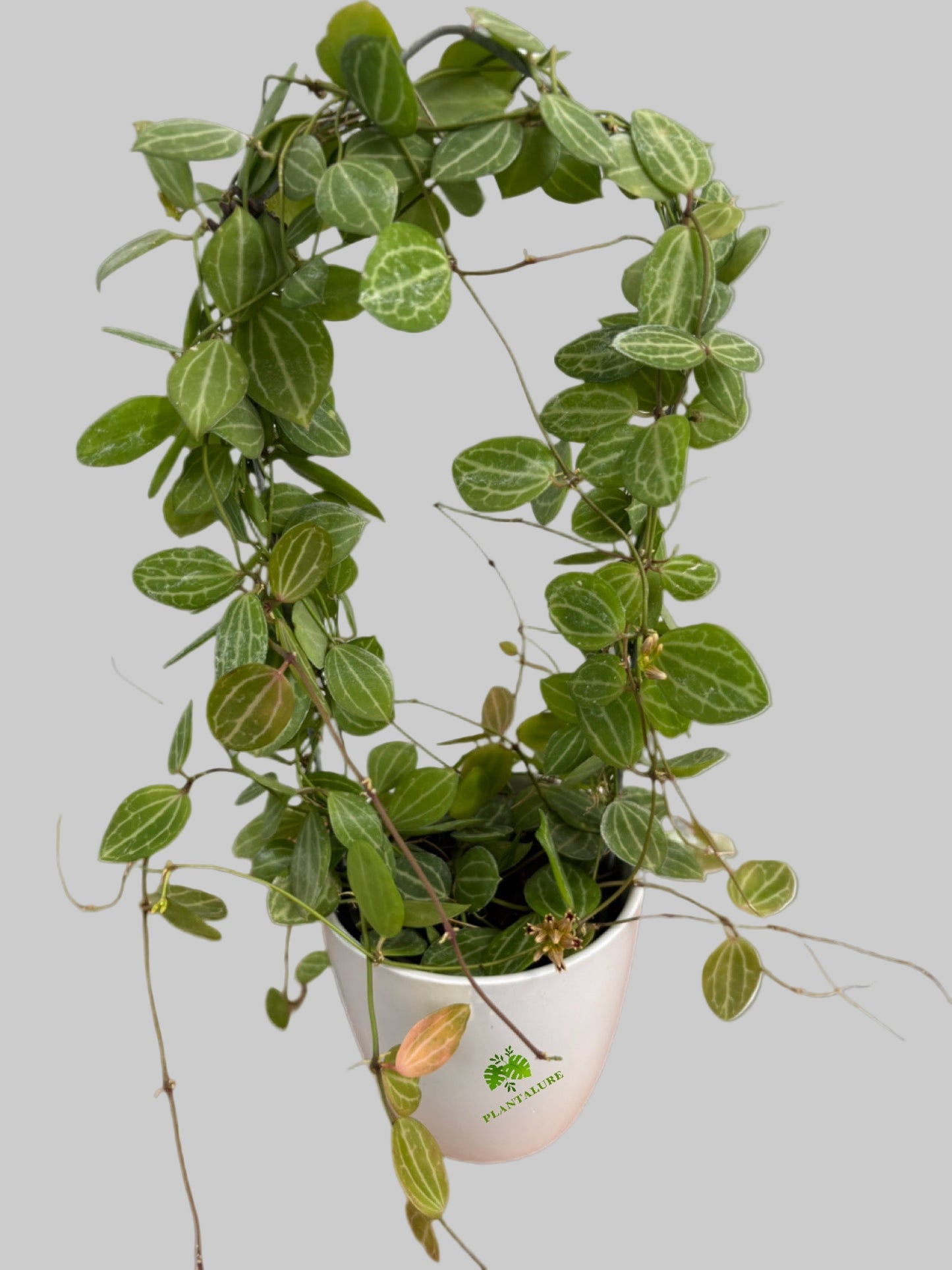 Hoya Dischidia Ovata