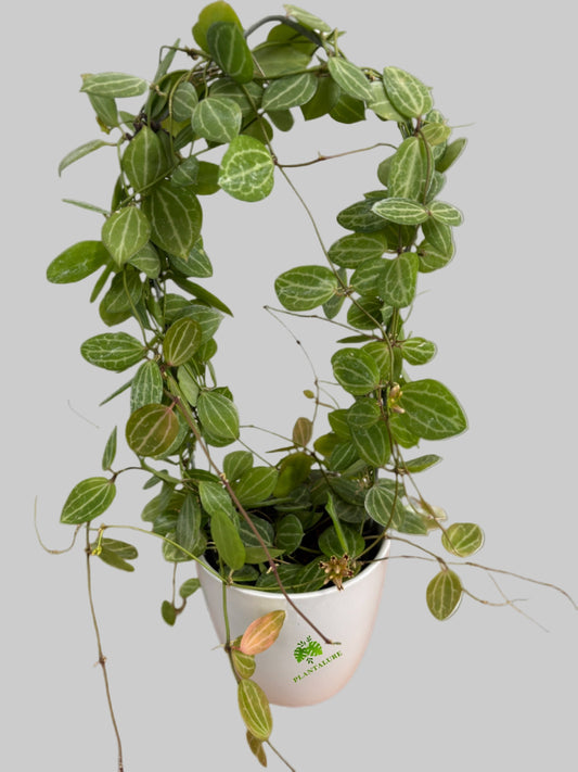 Hoya Dischidia Ovata