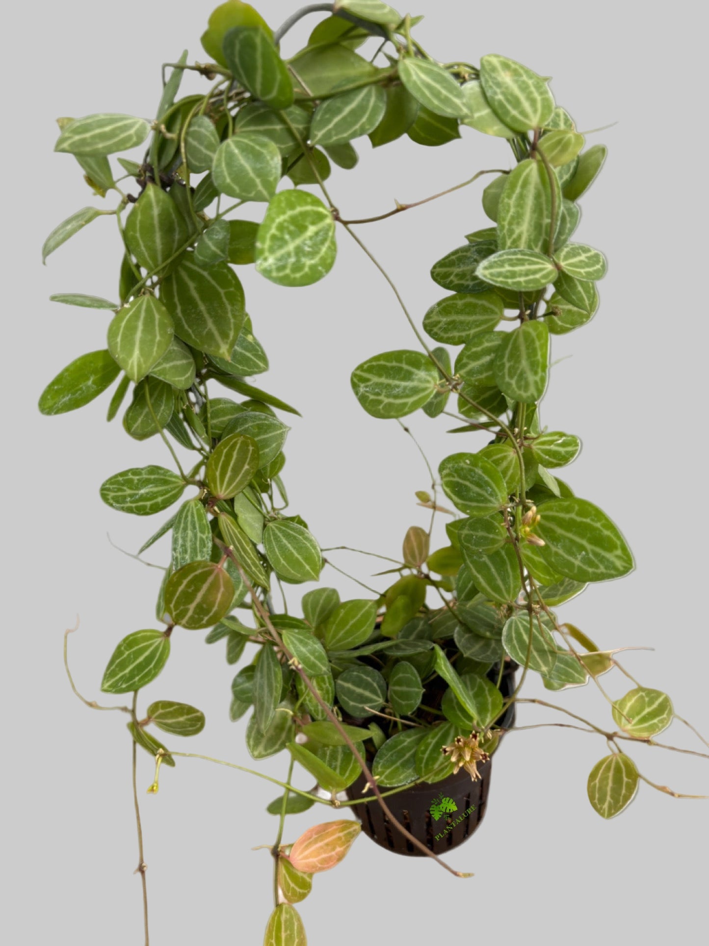 Hoya Dischidia Ovata