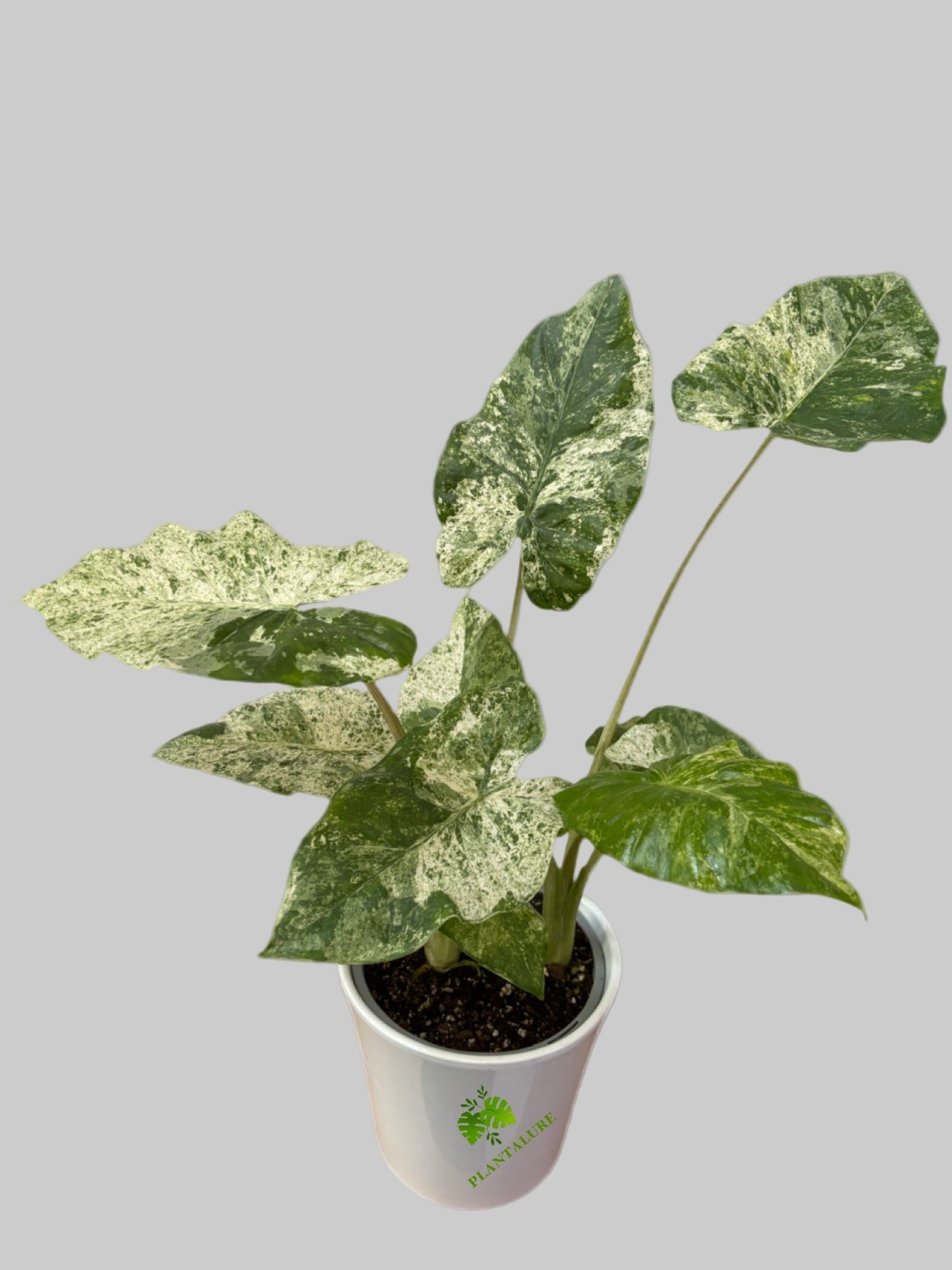 Alocasia Macrorrhiza "Camouflage Variegated"