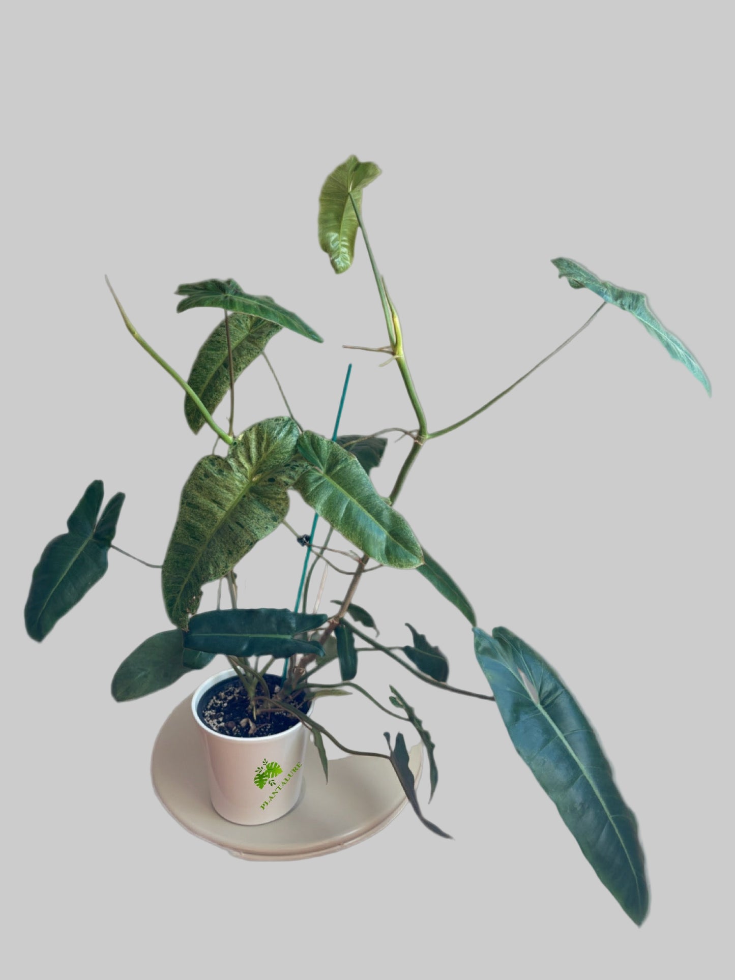 Philodendron Paraiso Verde